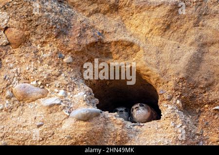 Sabbia martin (Riparia riparia). Due giovani martini di sabbia aspettano il cibo all'ingresso della grotta, mentre osservano con attenzione gli uccelli adulti che volano. Germania.. Foto Stock