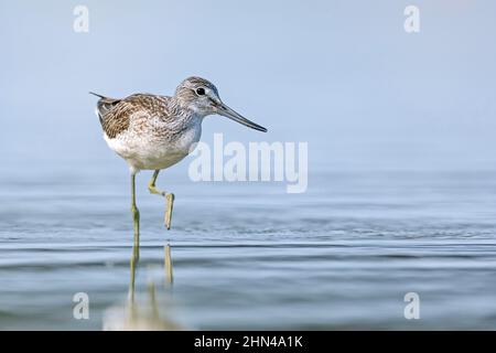 Greenshank (Tringa nebularia) cerca la preda che galleggia sulla superficie dell'acqua. Germania Foto Stock