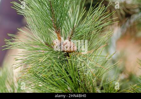 Un giovane ramo di pino con coni in primavera. Foto Stock