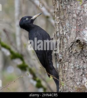 Picchio nero, Dryocopus martius Foto Stock