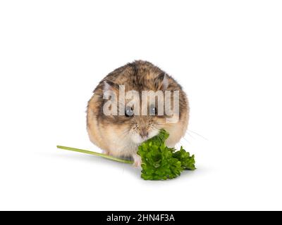 Carino criceto marrone, mangiare verde prezzemolo fresco erbe. Seduta di fronte. Isolato su sfondo bianco. Foto Stock