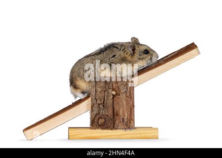 Carino criceto marrone che cammina su una seesaw. Guardando nella direzione di movimento. Isolato su sfondo bianco. Foto Stock