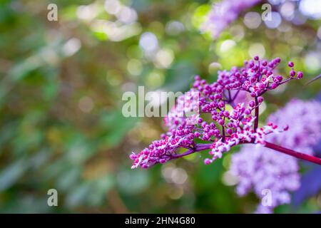 Primo piano bellissimi fiori di primavera in giardino Foto Stock