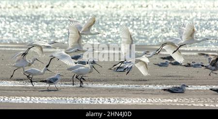 Grande aigrette et Spatules dans les marais de la bassée Saint Firmin en baie de Somme. Réserve naturelle et ornithologique. Foto Stock