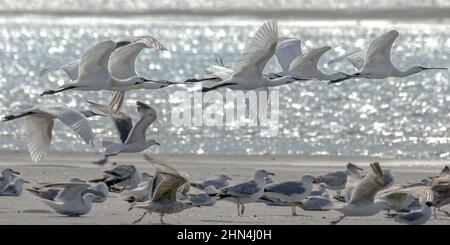 Grande aigrette et Spatules dans les marais de la bassée Saint Firmin en baie de Somme. Réserve naturelle et ornithologique. Foto Stock