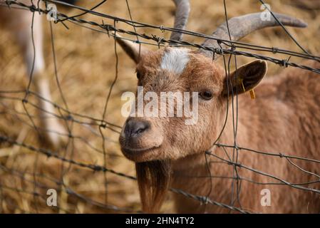 Primo piano ritratto di una capra che calcia la sua testa fuori un filo recinto, chiedendo cibo. Foto Stock