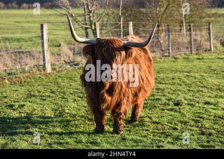 Mucca delle Highland con cappotto marrone rossastro in un prato al tramonto. Foto Stock