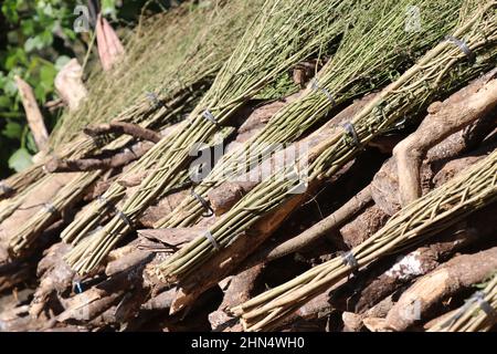 Asciugate lunghe scopa in erba tenute per asciugare al sole Foto Stock