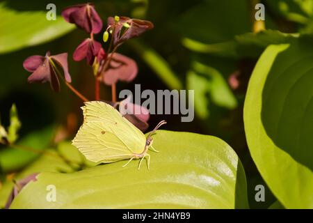 Sfondo naturale poco focalizzato con una farfalla gialla seduta su una foglia verde dell'hosta, all'ombra del giardino. Messa a fuoco selettiva Foto Stock