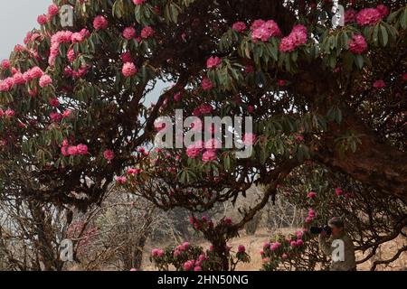 Fotografo donna scatta foto da macchina fotografica di enorme, vecchio e bello albero pieno fiore rododendro in Himalaya . Foto Stock