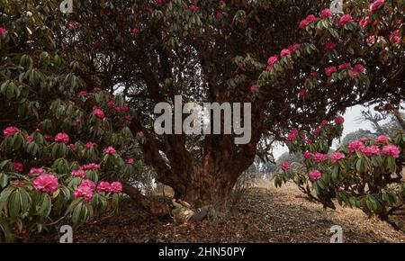 Fotografo donna scatta foto da macchina fotografica di enorme, vecchio e bello albero pieno fiore rododendro in Himalaya . Foto Stock