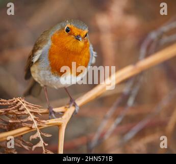 Un unico uccello Robin comune Foto Stock