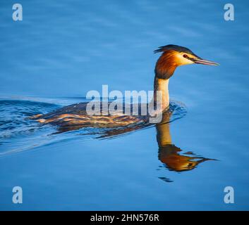 Un Grebe crestato grande (critico di Podiceps) Foto Stock