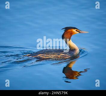 Un Grebe crestato grande (critico di Podiceps) Foto Stock