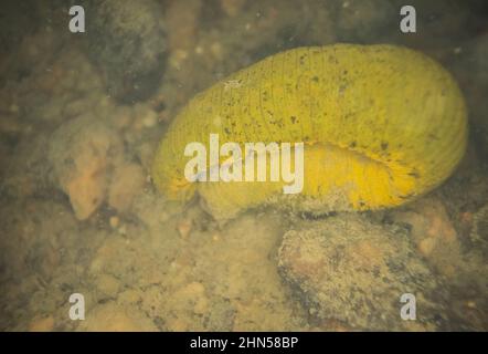 Leech cavallo (Haemopis sanguisuga) forma verde, su un fondo di fiume, Finlandia selvaggia Foto Stock