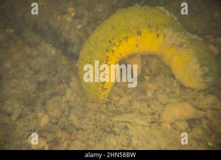 Leech cavallo (Haemopis sanguisuga) forma verde, su un fondo di fiume, Finlandia selvaggia Foto Stock