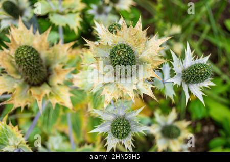 Esemplari del fantasma di Miss Willmott, Eryngium giganteum, in un giardino. Foto Stock