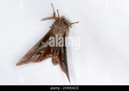 Pino falda Tarma (Dendrolimus pini), maschio Foto Stock