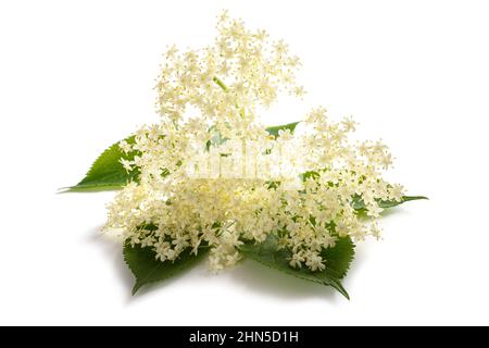 Fiori di sambuco isolato su uno sfondo bianco Foto Stock