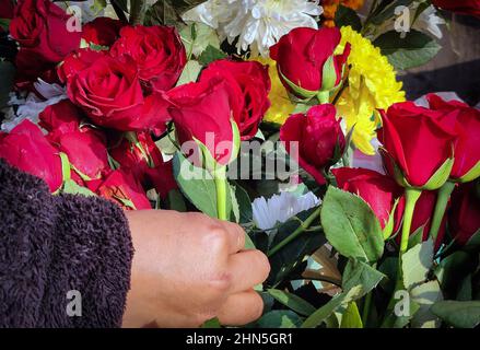 Febbraio 14, 2022, Kathmandu, Bagmati, Nepal: Una signora seleziona le rose in occasione del giorno di San Valentino a Kathmandu, Nepal il 14 febbraio 2022. (Credit Image: © Sunil Sharma/ZUMA Press Wire) Foto Stock