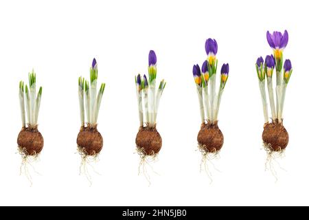 Fasi di crescita di un croco a tre colori, dal bulbo dei fiori al fiore in fiore isolato su sfondo bianco Foto Stock