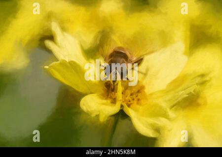 Pittura digitale di un ape, o Honeybee, API mellifera raccogliendo polline da un fiore giallo giardino in estate. Foto Stock