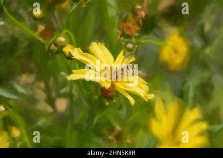 Pittura digitale di un ape, o Honeybee, API mellifera raccogliendo polline da un fiore giallo giardino in estate. Foto Stock