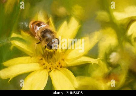 Pittura digitale di un ape, o Honeybee, API mellifera raccogliendo polline da un fiore giallo giardino in estate. Foto Stock