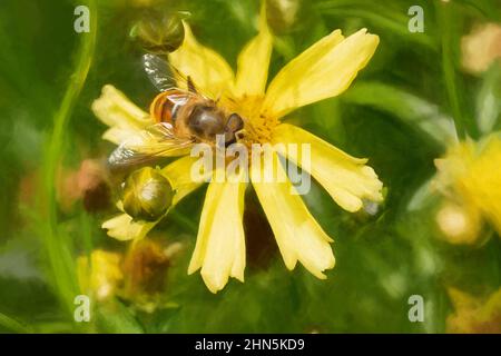 Pittura digitale di un ape, o Honeybee, API mellifera raccogliendo polline da un fiore giallo giardino in estate. Foto Stock