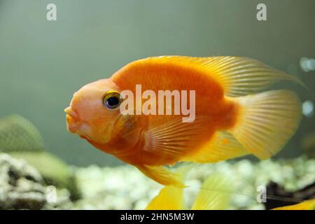 Il pesce dorato che nuota nell'acqua dell'acquario Foto Stock