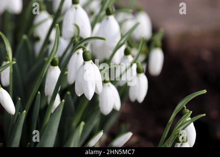 Le gocce di neve fioriscono nella foresta. Primo primavera fiori vicino Foto Stock