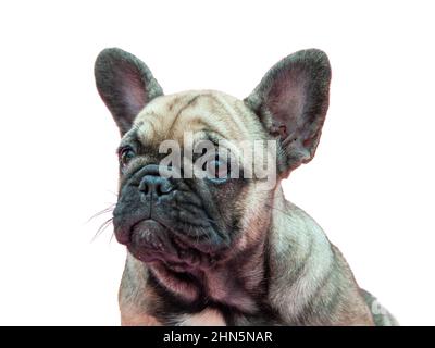 Divertente piccolo ritratto di cucciolo francese bulldog isolato su sfondo bianco Foto Stock