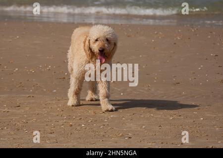 il paletto bianco gioca su una spiaggia Foto Stock