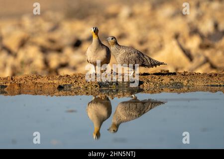 Incoronato Sandgrouse (Pterocle coronatus) vicino ad una piscina d'acqua fotografata nel deserto del Negev, israele nel mese di novembre Foto Stock