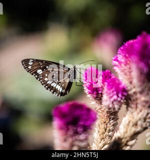 Una bella farfalla che poggia su un accattivante fiore rosa Foto Stock