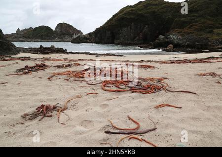 Vista del paesaggio caratteristico della baia di Duhatao, Cile Foto Stock