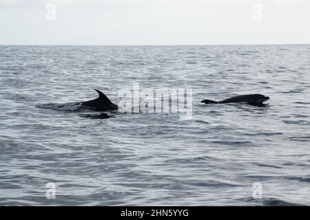 Comuni delfini tursiopi che nuotano al largo della costa meridionale di la Gomera nelle Isole Canarie. Foto Stock