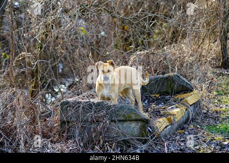 mix di cane amstaff su un divano abbandonato in natura. Foto Stock