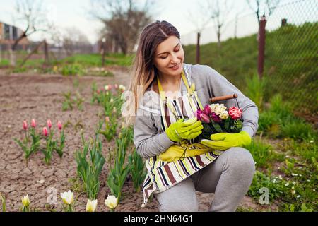 Tulipani freschi raccolti in un cestino di metallo nel giardino primaverile. Donna giardiniere contiene viola, bianco, fiori rosa e potatrice indossare guanti e grembiule Foto Stock