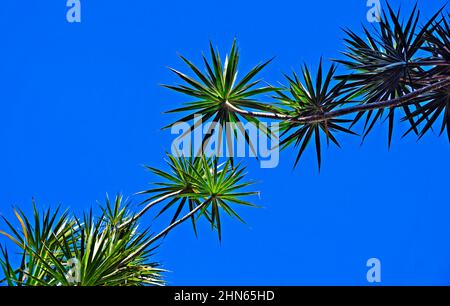 Madagascar Dragon Tree (Dracaena marginata) e cielo blu Foto Stock