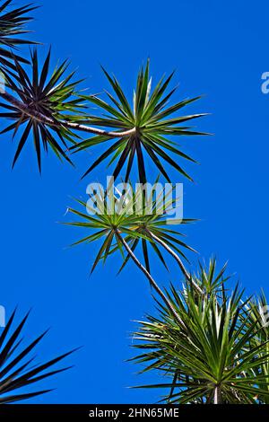 Madagascar Dragon Tree (Dracaena marginata) e cielo blu Foto Stock