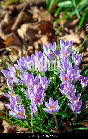 Croci in fiore viola al Cimitero e crematorio City of London, Manor Park, Newham, Londra, Regno Unito Foto Stock