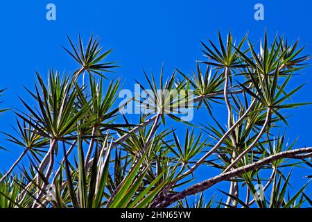 Madagascar Dragon Tree (Dracaena marginata) e cielo blu Foto Stock