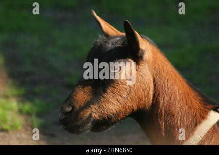 Testa di un capro marrone e nero contro uno sfondo verde all'aperto Foto Stock