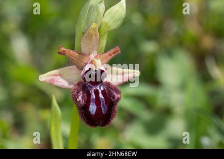Schwarze Ragwurz, Ragwurz, Ophrys incubacea, Ophrys sphegodes subsp. Atrata, Ophrys aranifera var. Atrata, Ophrys atrata, ape orchid, api orchidee, Kro Foto Stock