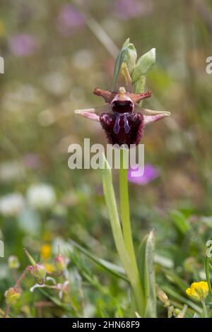 Schwarze Ragwurz, Ragwurz, Ophrys incubacea, Ophrys sphegodes subsp. Atrata, Ophrys aranifera var. Atrata, Ophrys atrata, ape orchid, api orchidee, Kro Foto Stock