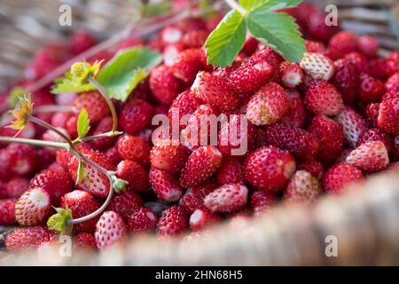 Wald-Erdbeere, Waldbeere, Erdbeere, Wald-Ernte, Erdbeer-Ernte, Wald-Erdbeeren sammeln, Korb, Sammelkorb, Erdbeeren, Walderdbeeren, Erdbeeren, Fraga Foto Stock