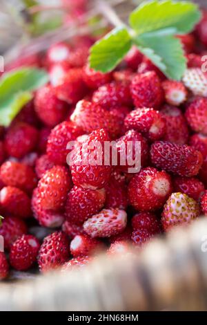 Wald-Erdbeere, Waldbeere, Erdbeere, Wald-Ernte, Erdbeer-Ernte, Wald-Erdbeeren sammeln, Korb, Sammelkorb, Erdbeeren, Walderdbeeren, Erdbeeren, Fraga Foto Stock