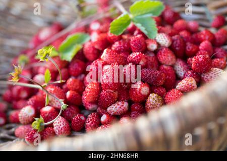 Wald-Erdbeere, Waldbeere, Erdbeere, Wald-Ernte, Erdbeer-Ernte, Wald-Erdbeeren sammeln, Korb, Sammelkorb, Erdbeeren, Walderdbeeren, Erdbeeren, Fraga Foto Stock