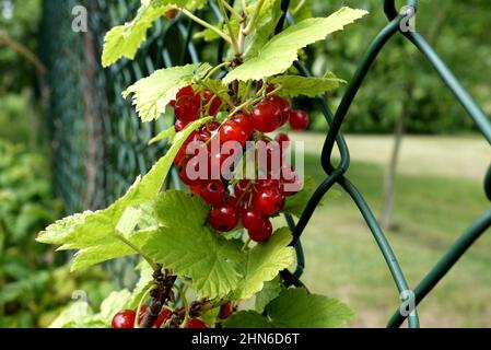 Primo piano di frutti di ribes rosso maturi sul ramo Foto Stock
